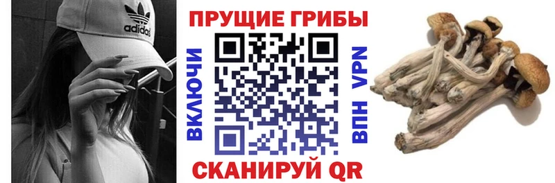 Галлюциногенные грибы мицелий  Купить закладки  Вилючинск 
